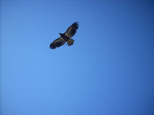 Anoushka (Foto von Shyline Aimely Tosin)