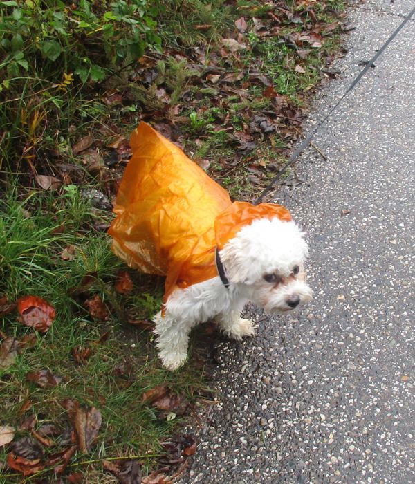 Der weiße Hund mit dem orangen Regenmantel