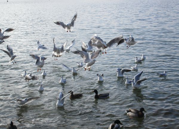 Enten, Möwen und ein Blässhuhn im Jänner 2021 auf dem Wörthersee und Möwen über dem Wörthersee