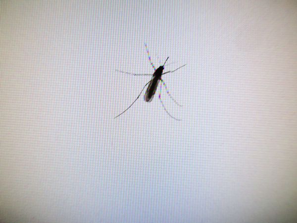 Die Gelse auf dem Computerbildschirm