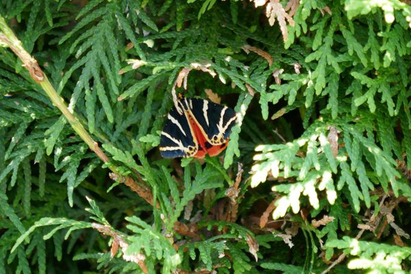 Der dunkelgrün-gelb-schwarze Schmetterling mit der hellrot-schwarzen Flügelinnenseite