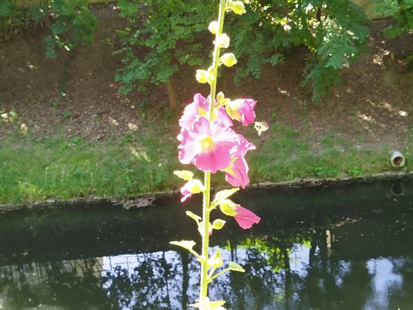 Die Blume aus dem Märchen beim Lendkanal