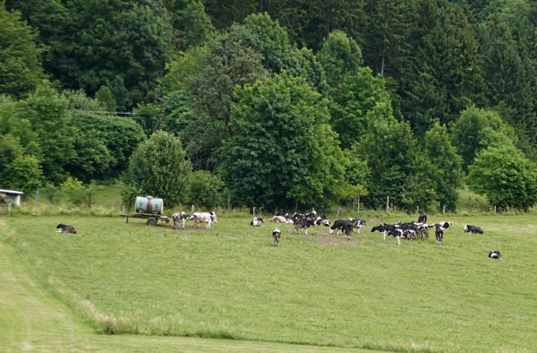 Holstein-Kühe auf der Weide nahe Wolfsberg im Juli 2021