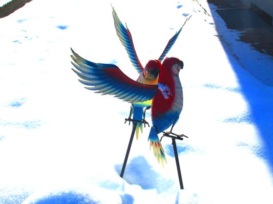 Die zwei falschen turtelnden Papageien im Schnee