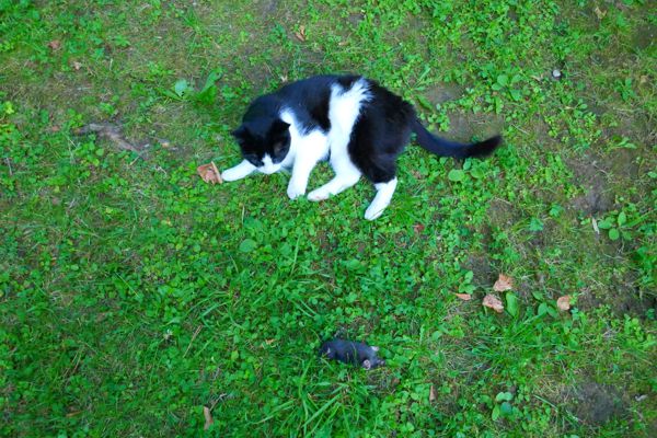 Die Katze Lady Strange und der von ihr getötete Maulwurf am 25. Juni 2022