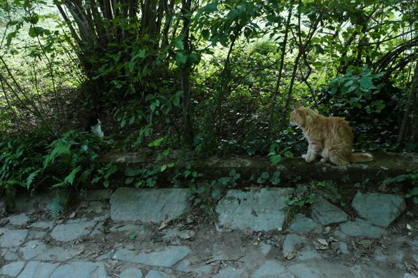 Die Katze Lady Strange und der Rote am 12. Juli 2022