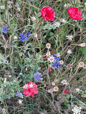 Copyright: Frank Joussen