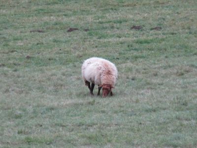 Das einzelgängerische Schaf auf der Weide