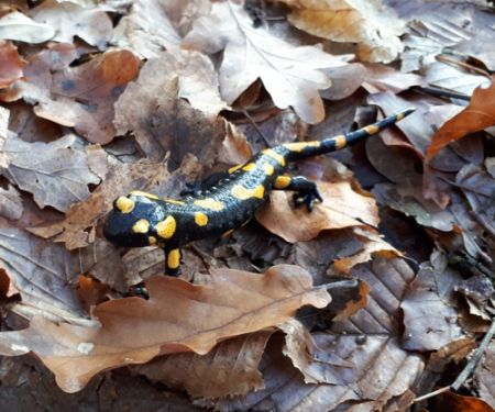 Foto & Copyright: privat/verdichtet.at