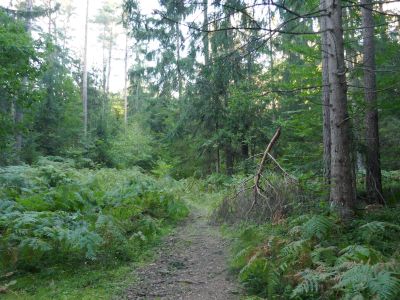 Der nachbarliche Wald mit dem abgebrochenen Ast