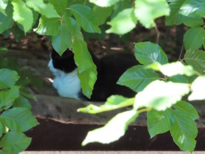 Die Katze Lady Strange auf dem Garagendach hinter Buchenblättern am 13. Juli 2026