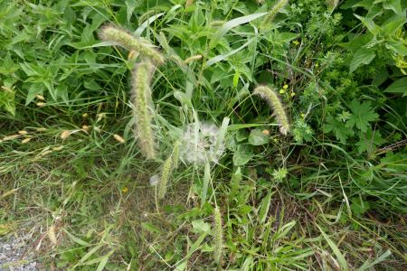 Gräser mit Haaren und die alte Pusteblume am 21. September 2022